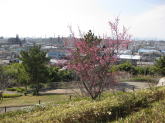 千旬塚公園の梅の木