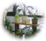 美容室にある観葉植物